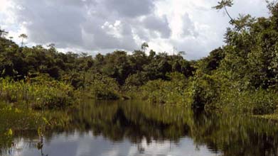 Imagen del amazonas.